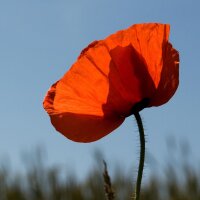 Coquelicot (Papaver rhoeas) graines