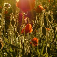 Coquelicot (Papaver rhoeas) graines