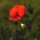 Coquelicot (Papaver rhoeas) graines