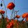 Coquelicot (Papaver rhoeas) graines