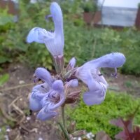 Sauge dEspagne (Salvia lavandulifolia) graines