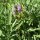 Sauge dEspagne (Salvia lavandulifolia) graines