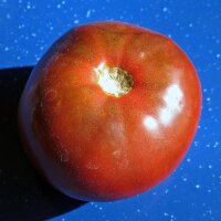 Tomate noire Black Russian (Solanum lycopersicum)