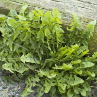 Pissenlit (Taraxacum officinale) graines