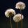 Pissenlit (Taraxacum officinale) graines