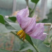 Aubergine rayée Rotonda bianca sfumata di rosa...