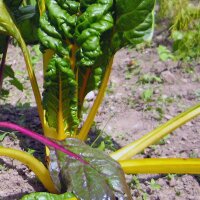 Côtes de bette jaunes Bright Yellow (Beta vulgaris...