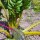 Côtes de bette jaunes Bright Yellow (Beta vulgaris subsp. vulgaris) graines