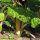 Côtes de bette jaunes Bright Yellow (Beta vulgaris subsp. vulgaris) graines