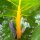 Côtes de bette jaunes Bright Yellow (Beta vulgaris subsp. vulgaris) graines