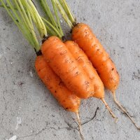 Carotte Berlicum (Daucus carota) graines