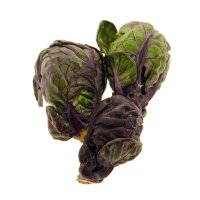 Chou de bruxelles violet Red Ball  (Brassica oleracea var.gemmifera) graines