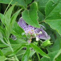 Fruit de la passion (Passiflora edulis) graines