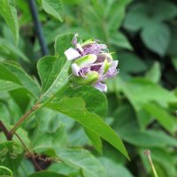 Fruit de la passion (Passiflora edulis) graines