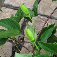 Fruit de la passion (Passiflora edulis) graines