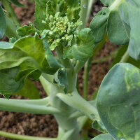 Brocoli chinois Kai-Lan (Brassica oleracea var....