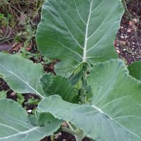 Brocoli chinois Kai-Lan (Brassica oleracea var. alboglabra) graines