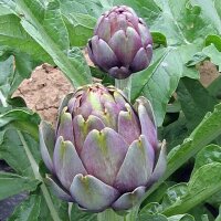 Artichaut violet Violetto di Chioggia (Cynara scolymus)...