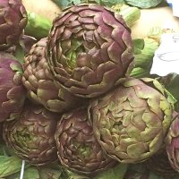 Artichaut violet Violetto di Chioggia (Cynara scolymus)...