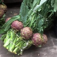 Artichaut violet Violetto di Chioggia (Cynara scolymus) graines