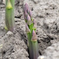 Asperge verte "Mary Washington" (Asparagus...