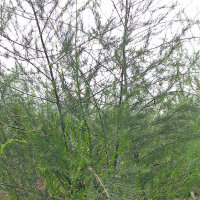 Asperge verte "Mary Washington" (Asparagus officinalis) graines