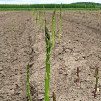 Asperge verte "Mary Washington" (Asparagus officinalis) graines