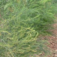 Asperge verte "Mary Washington" (Asparagus officinalis) graines