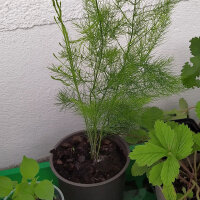 Asperge verte "Mary Washington" (Asparagus officinalis) graines