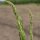 Asperge verte "Mary Washington" (Asparagus officinalis) graines