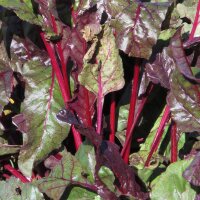 Betterave rouge Bulls Blood (Beta vulgaris) graines