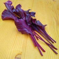 Betterave rouge Bulls Blood (Beta vulgaris) graines