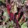 Betterave rouge Bulls Blood (Beta vulgaris) graines