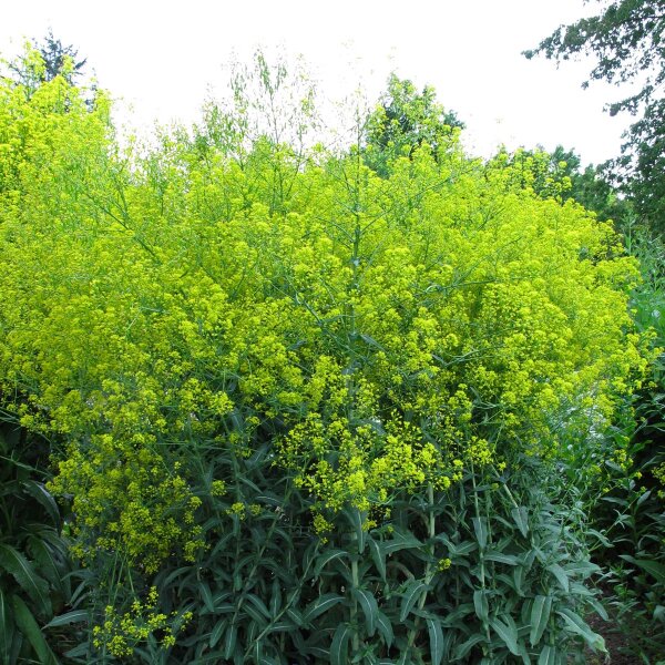 Guède / pastel des teinturiers (Isatis tinctoria) graines