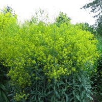 Guède / pastel des teinturiers (Isatis tinctoria)...