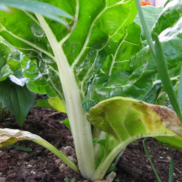 Bette à feuilles Fordhook Giant (Beta vulgaris) graines