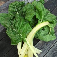 Bette à feuilles Fordhook Giant (Beta vulgaris)...