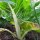 Bette à feuilles Fordhook Giant (Beta vulgaris) graines
