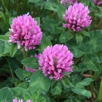 Trèfle des prés (Trifolium pratense) graines