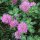 Trèfle des prés (Trifolium pratense) graines