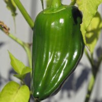 Piment Habanero (Capsicum chinense) Bio semences