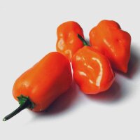 Piment Habanero (Capsicum chinense) Bio semences