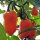 Piment Habanero (Capsicum chinense) Bio semences