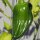 Piment Habanero (Capsicum chinense) Bio semences
