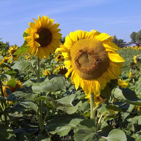 Tournesol (Helianthus annuus)