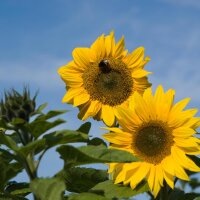 Tournesol (Helianthus annuus)