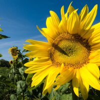 Tournesol (Helianthus annuus)