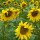 Tournesol (Helianthus annuus)