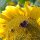 Tournesol (Helianthus annuus)