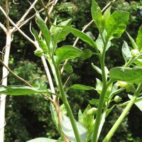 Belladonna Indien (Atropa acuminata) graines